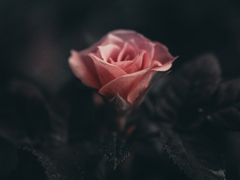 Main 16 이후의 악몽