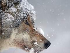 디아루스 코너 • xx • 후플푸프