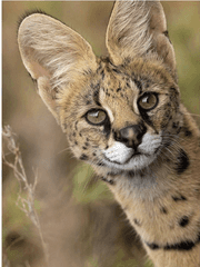 서벌 아이스와 다육이 매버릭