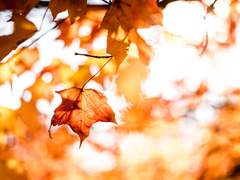 [유진혜준] Autumn Breeze