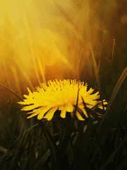 [태원유진] 민들레 