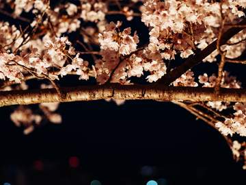 호열백호 : 영혼이 부르는 소리 中