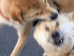 [주술회전] 미친놈이 강림했다!!! 길 비켜!! 19