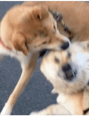 [주술회전] 미친놈이 강림했다!! 길 비켜!!!