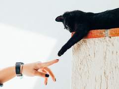 외전 A . 1급 조련사의 스킬