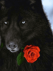 [현대AU] 검은 늑대와 붉은 장미