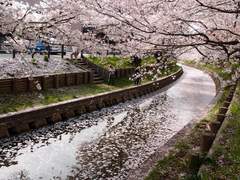 [호열백호] 浪漫主義