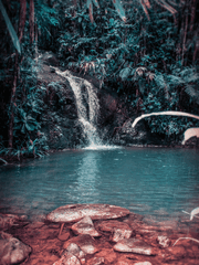 거미가 대령을 따라간 이야기