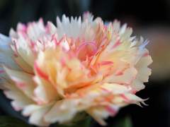 앨리어스 " 28 " XY