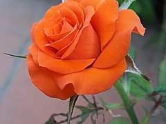 위험한 연애를 시작해 버렸어요...! 00