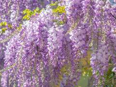 Wisteria