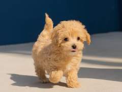 뱅상- 개상호 백업