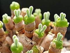 다육이 아내가 재산을 노리고 아버지와 어머니를 살해했습니다