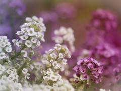 [조홍송연] Letter in Night