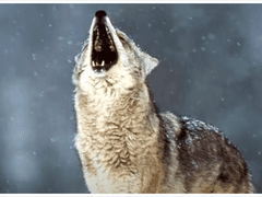 늑대와 토끼 외전 1 - 上