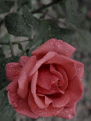 각인 : 엩페스 쫑상 포타 온리전