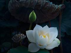 제 1부. 용화 (龍花)