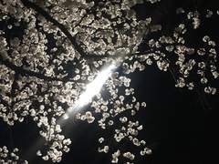 그학교 4번과 5번의 첫 벚꽃길