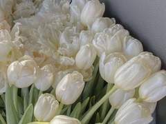 세리아 오니리아/XX/슬리데린