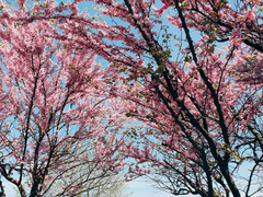 [호열백호] 첫 꿈의 주인