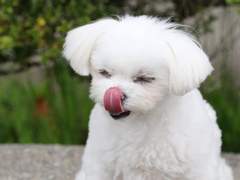 고양이 백현❤️강아지 여주 4