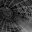 🕷