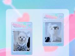 보리&다롱 SPECIAL CARD