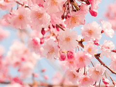 [우성태섭] 춘하추동 - 春