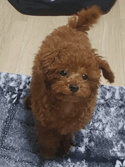 추천받아 드림글 써주는 시리즈