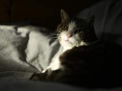 어린나이에 감방 다녀와서 아무것도 못하는 호랑이를 만난 곰 소설9