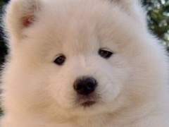 제똥이는 초코우유 안돼!