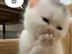 엔시티 나페스 추천 1