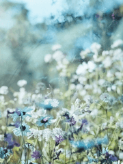 사랑하는 나의 그대에게. 