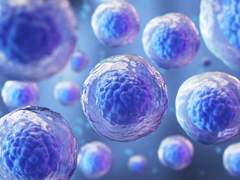 배아줄기세포와 성체줄기세포의 차이점