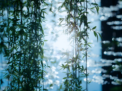 #대협태웅 외전 : 아대 <센루 전력 100분>