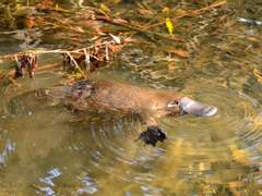 대체 왜 이름이 오리너구리일까.