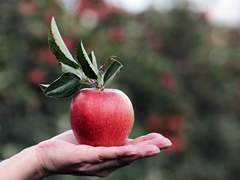 사과와 속도1 [사과]