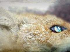 [BL] 영험한 밤의 몸종 (33) : 피