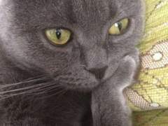 통못자균냥이 上