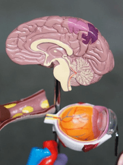 진정한 사랑에 대해서/진정한 죽음에 대해서