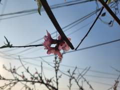 눈꽃이 꽃 피울때.