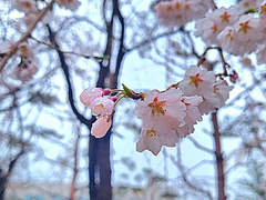 포켓몬 단편 로맨스 4 (1)