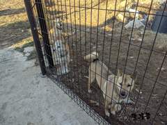 시골 주택의 반려견 펜스.