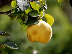 수집가 대모험 이야기