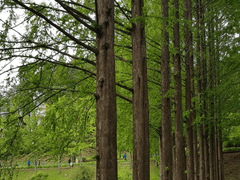 #대만준호 8. 결혼(5)