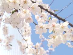 [준수태성] 봄날의 성준수를 좋아하세요?