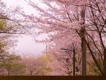 무료 배경화면 _ 🌸봄내음 폴폴 나는 배경화면 (흩날리는 벚꽃 배경화면 / 봄맞이 배경화면 / 아이폰배경화면 / 아이패드배경화면)