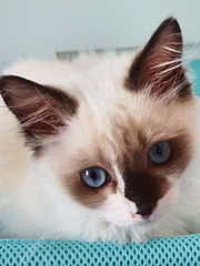 가온- 세상의 중심이 되어라