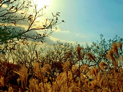 너와 나의 청천