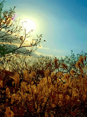 하늘의 파란 말